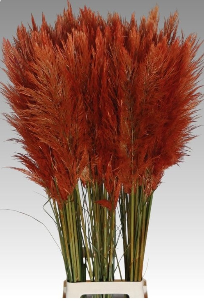 Cortaderia Selloana Dried 110cm
