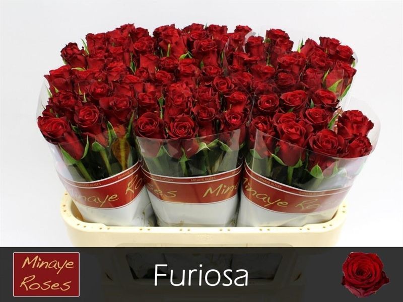 Rosa Furiosa 70cm