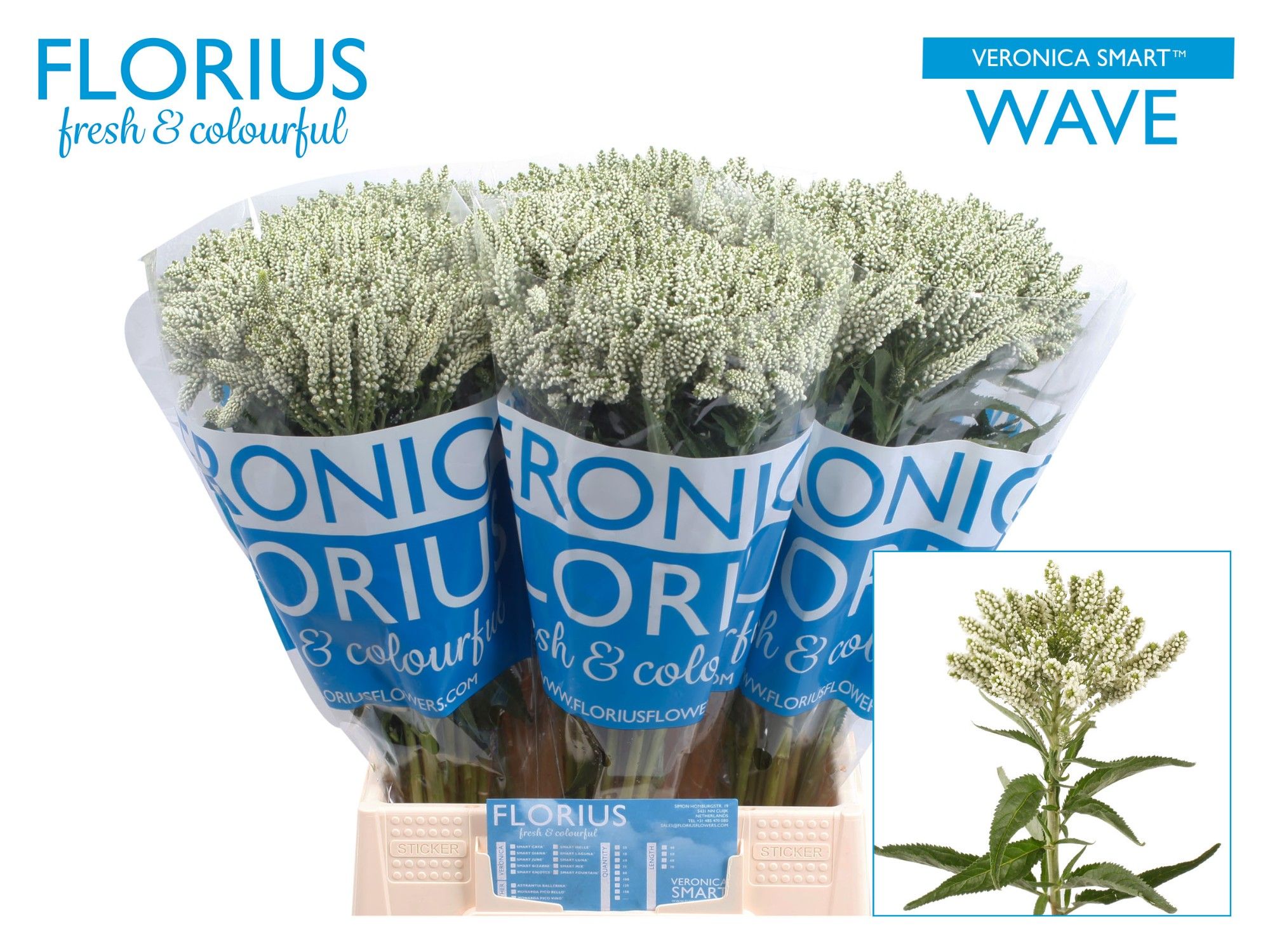 Veronica Smart Wave 50cm
