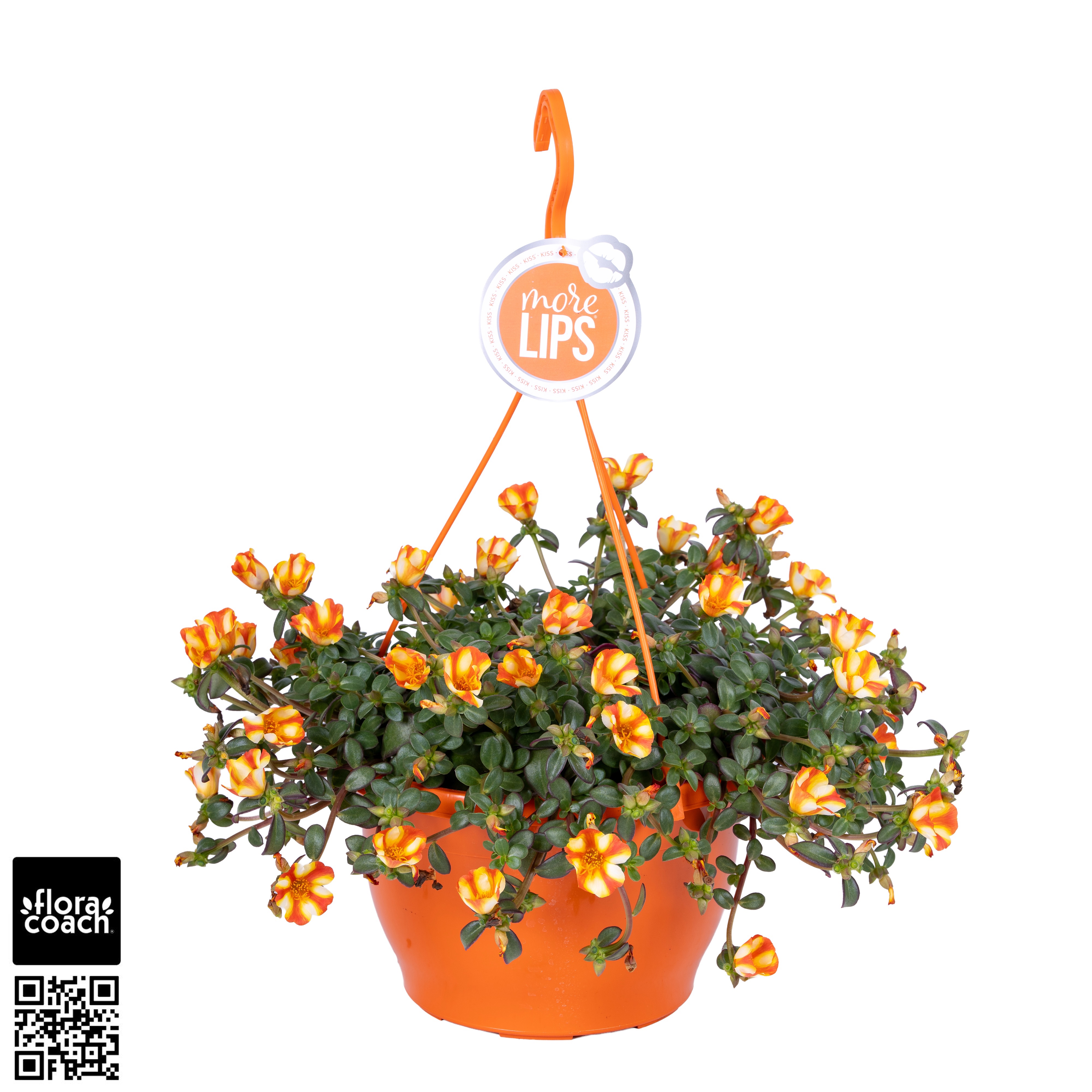 Portulaca MoreLIPS® Portulaca Orange Twist