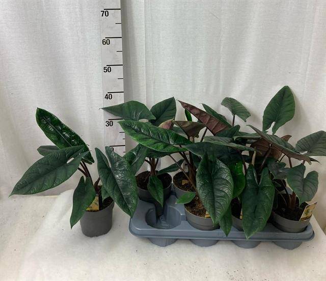 Alocasia scalprum - Alocasia