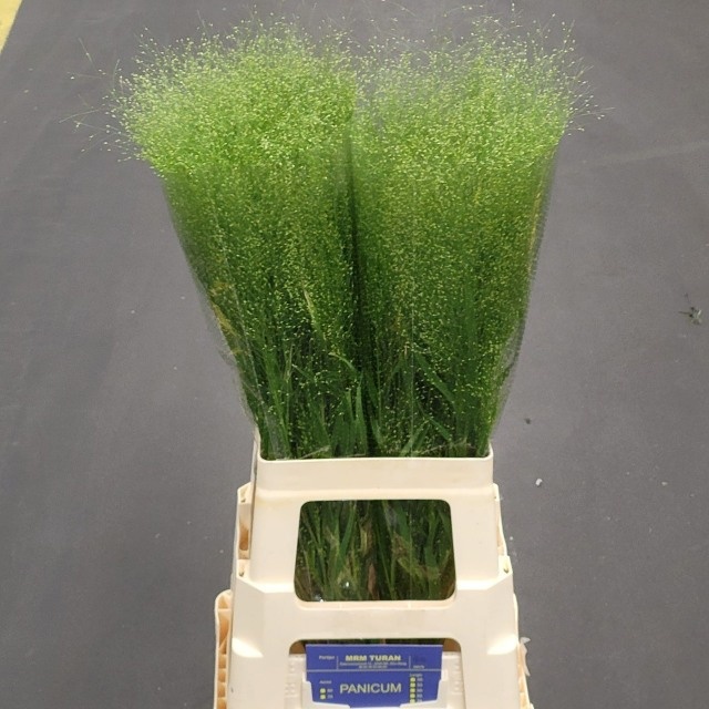 Panicum Fountain 70cm
