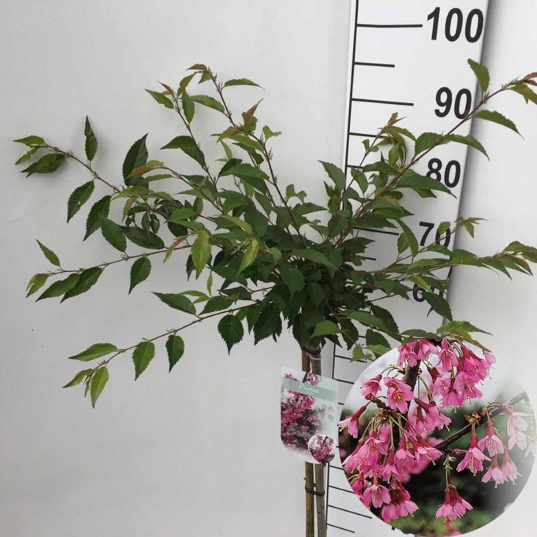 Prunus 'Okame' stam