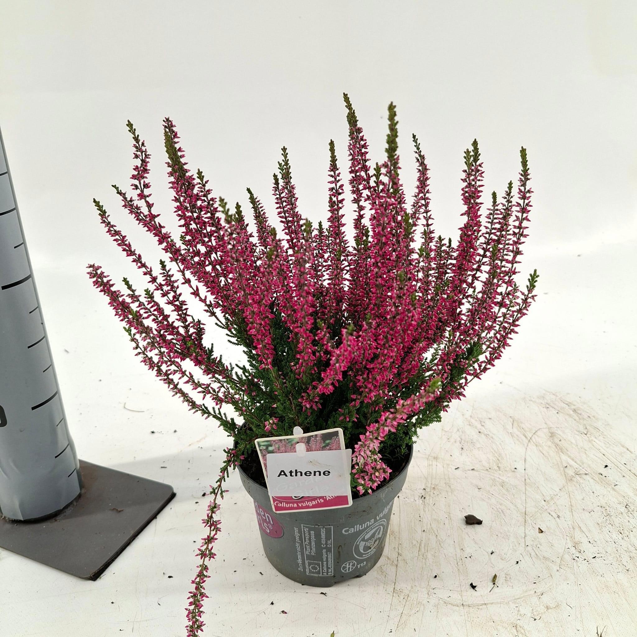 Calluna vulgaris 'Athene' gg