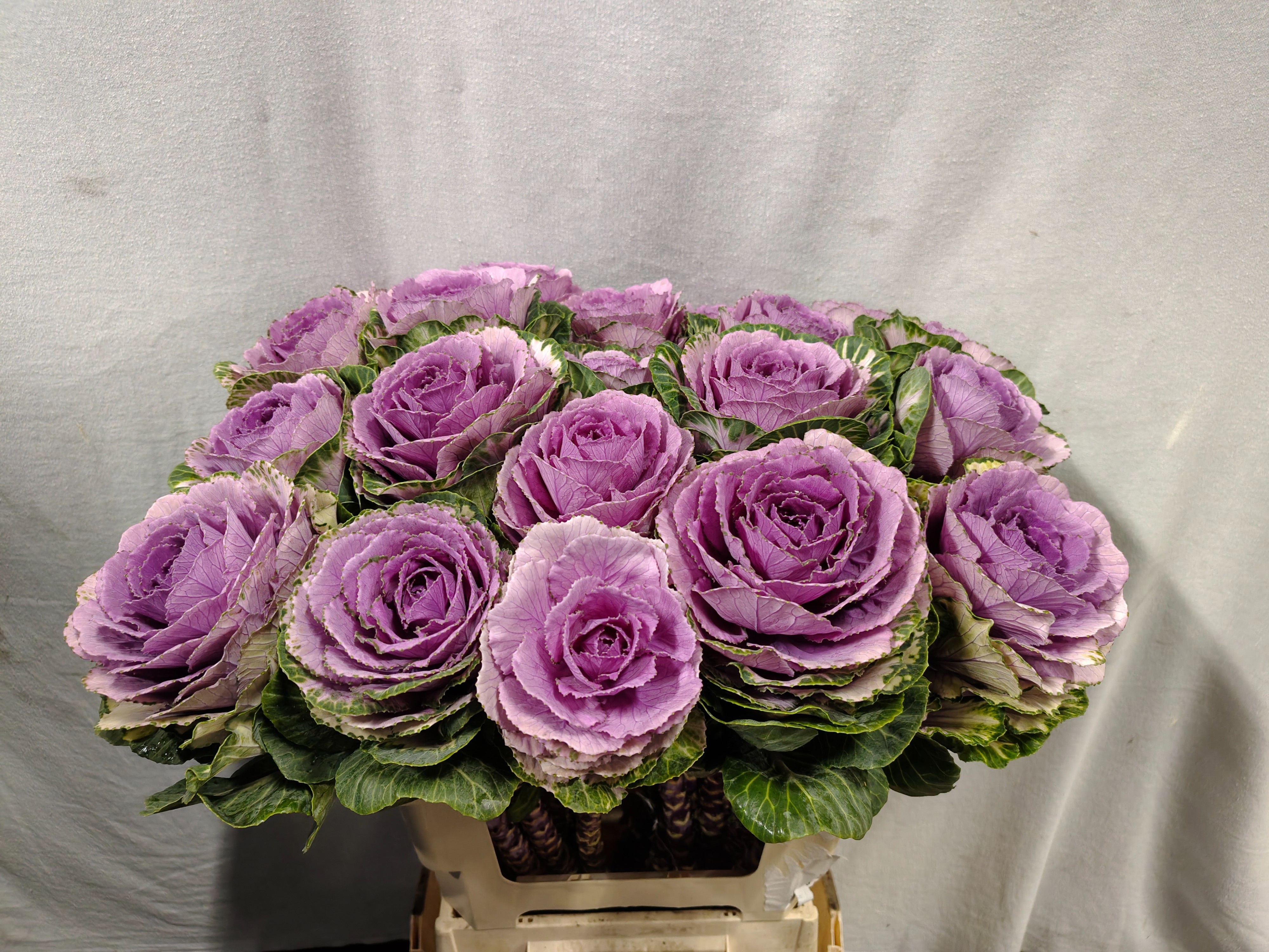 Brassica Crane Pink 60cm
