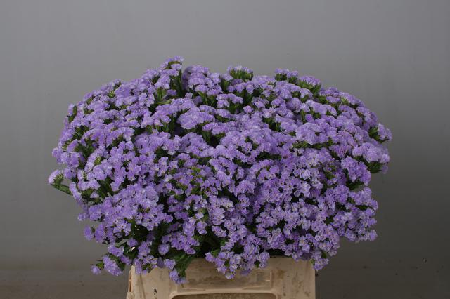 Limonium St Donau Birds 50cm 20gram