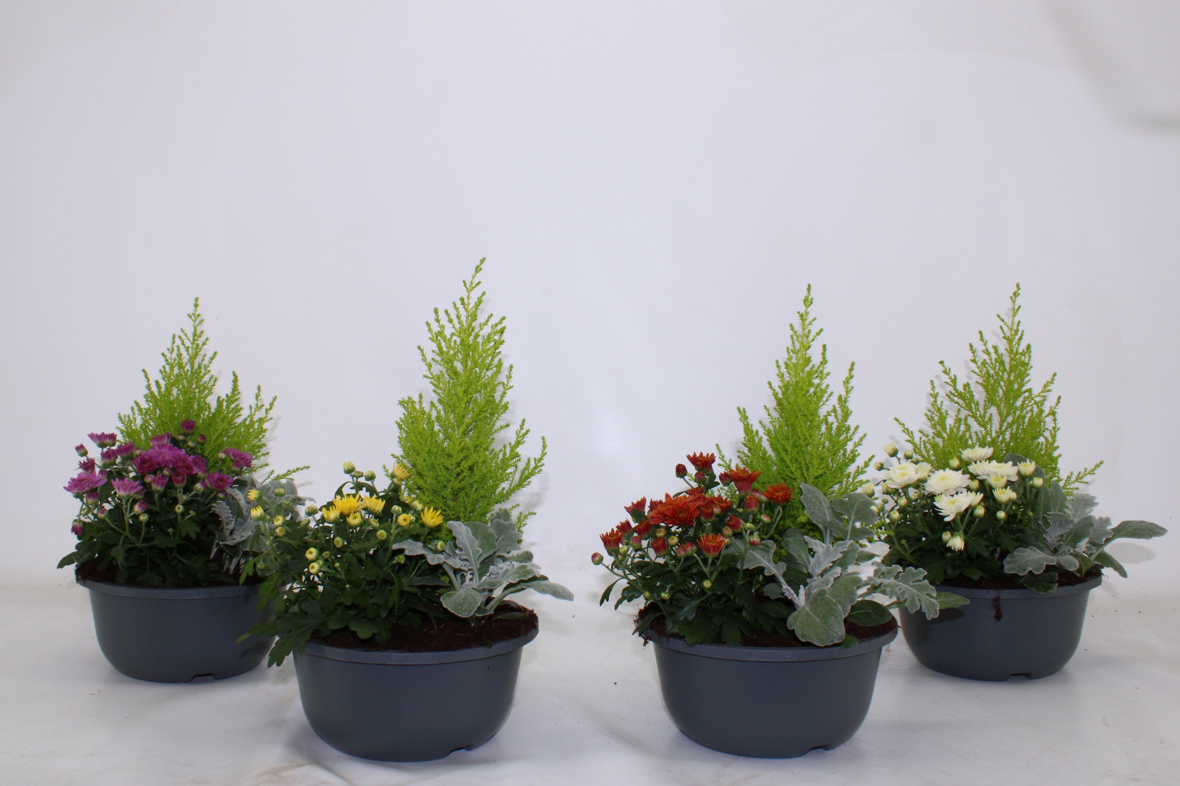 Arrangement Garden Plants 19Ø