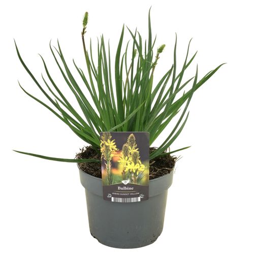 Bulbine frutescens Avera Sunset Yellow p17 Florizon
