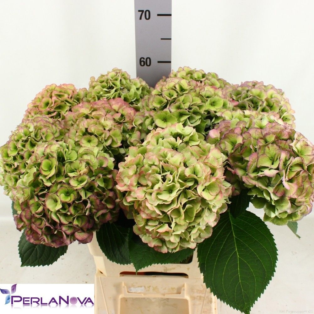Hydrangea My Heaven Classic 60cm 18Ø