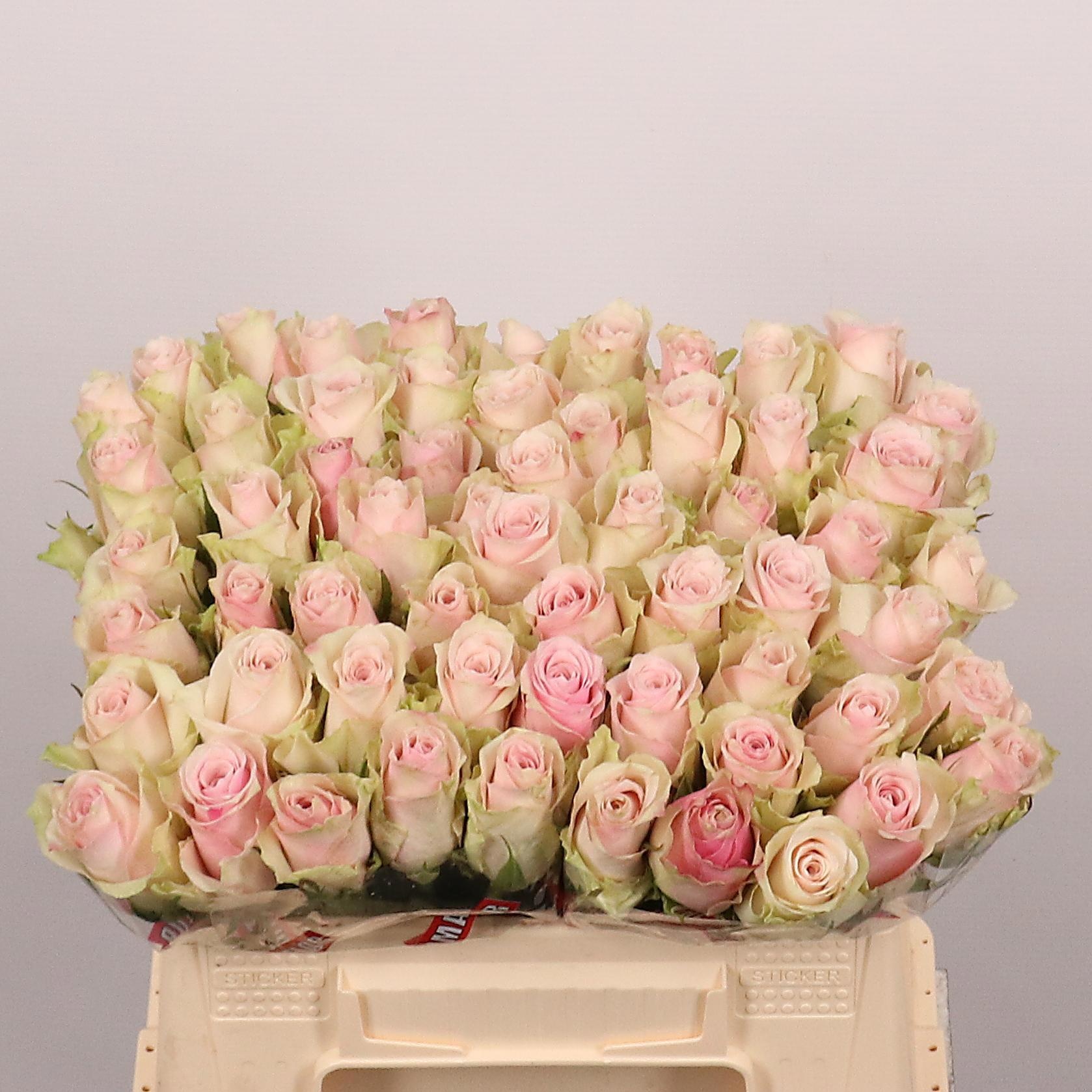 Rosa Pink Athena 35cm