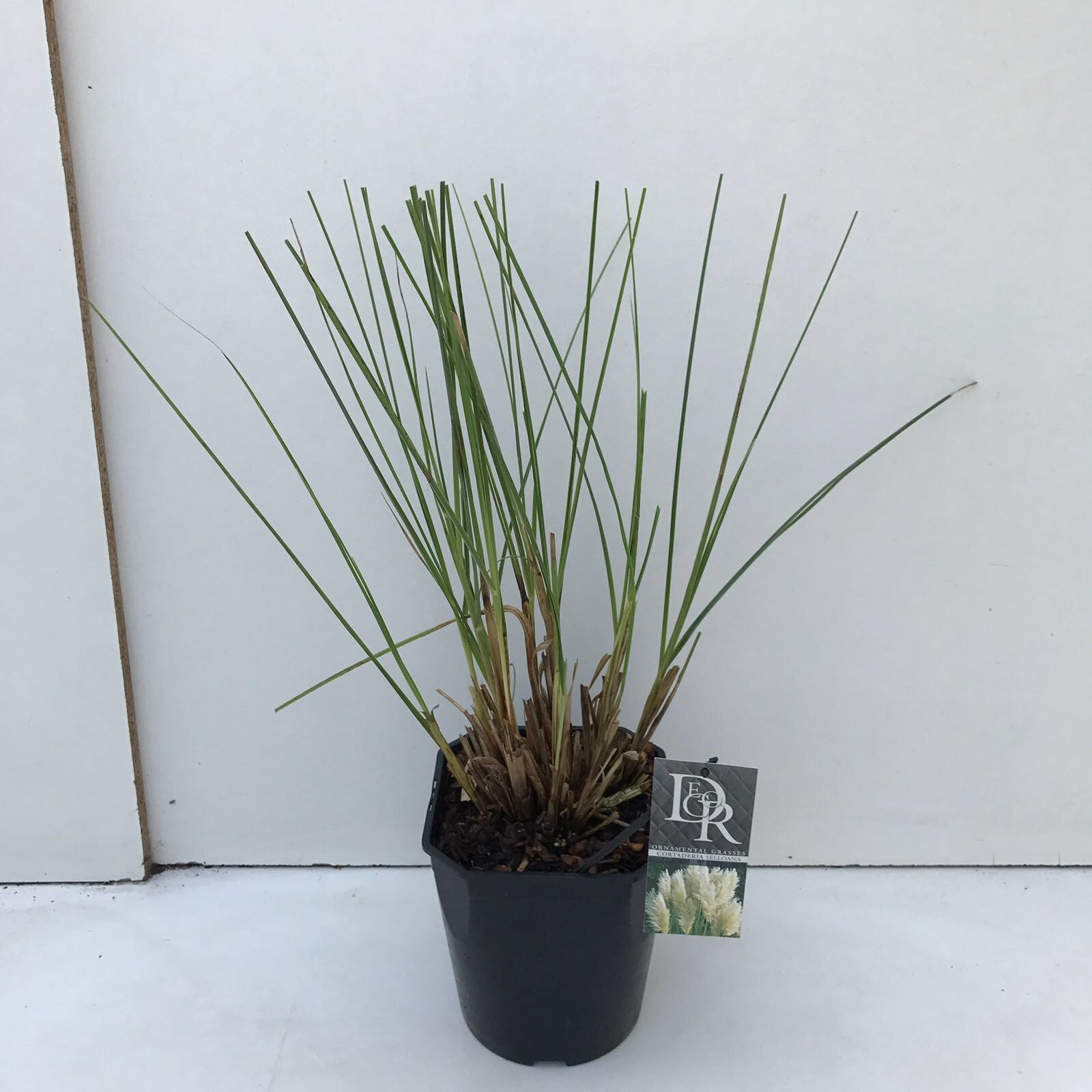 Picture of Cortaderia selloana P23 (5 Ltr) SQUARE