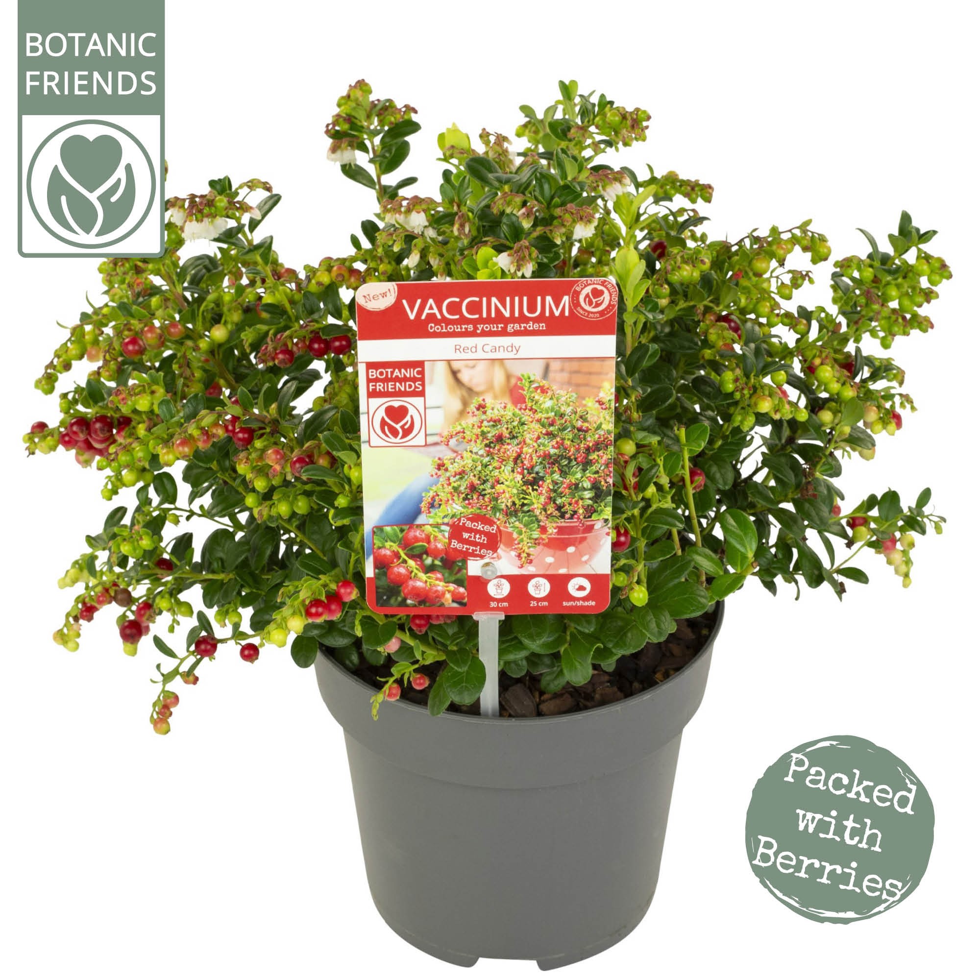 Picture of Vaccinium vitis-idaea Red Candy P17 (2 Ltr)