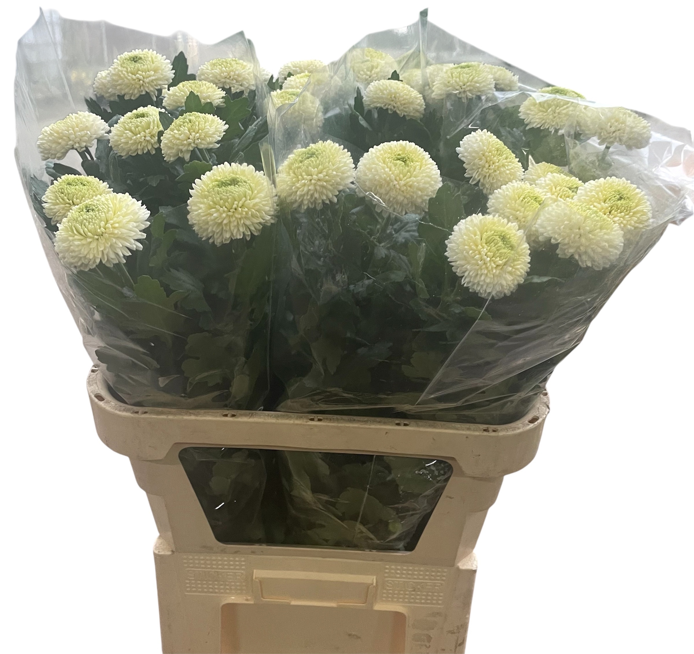Chrysanthemum Single Ping Pong 70cm 75gram