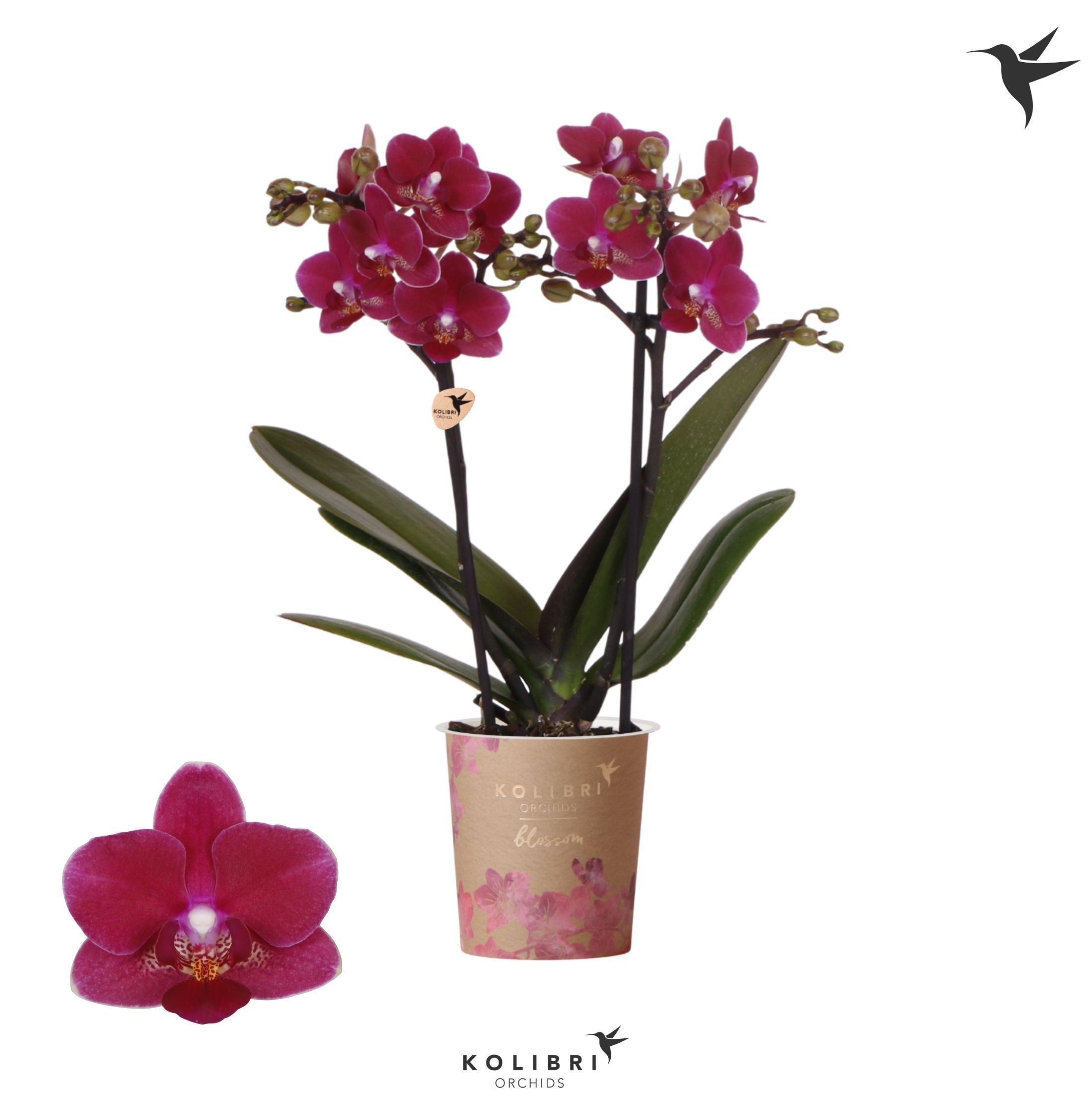 Phalaenopsis Kolibri Orchids Phalaenopsis Blossom Chamonix 2 spike