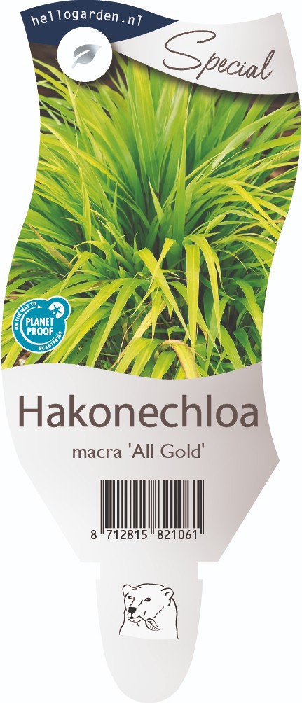 Hakonechloa macra 'All Gold'