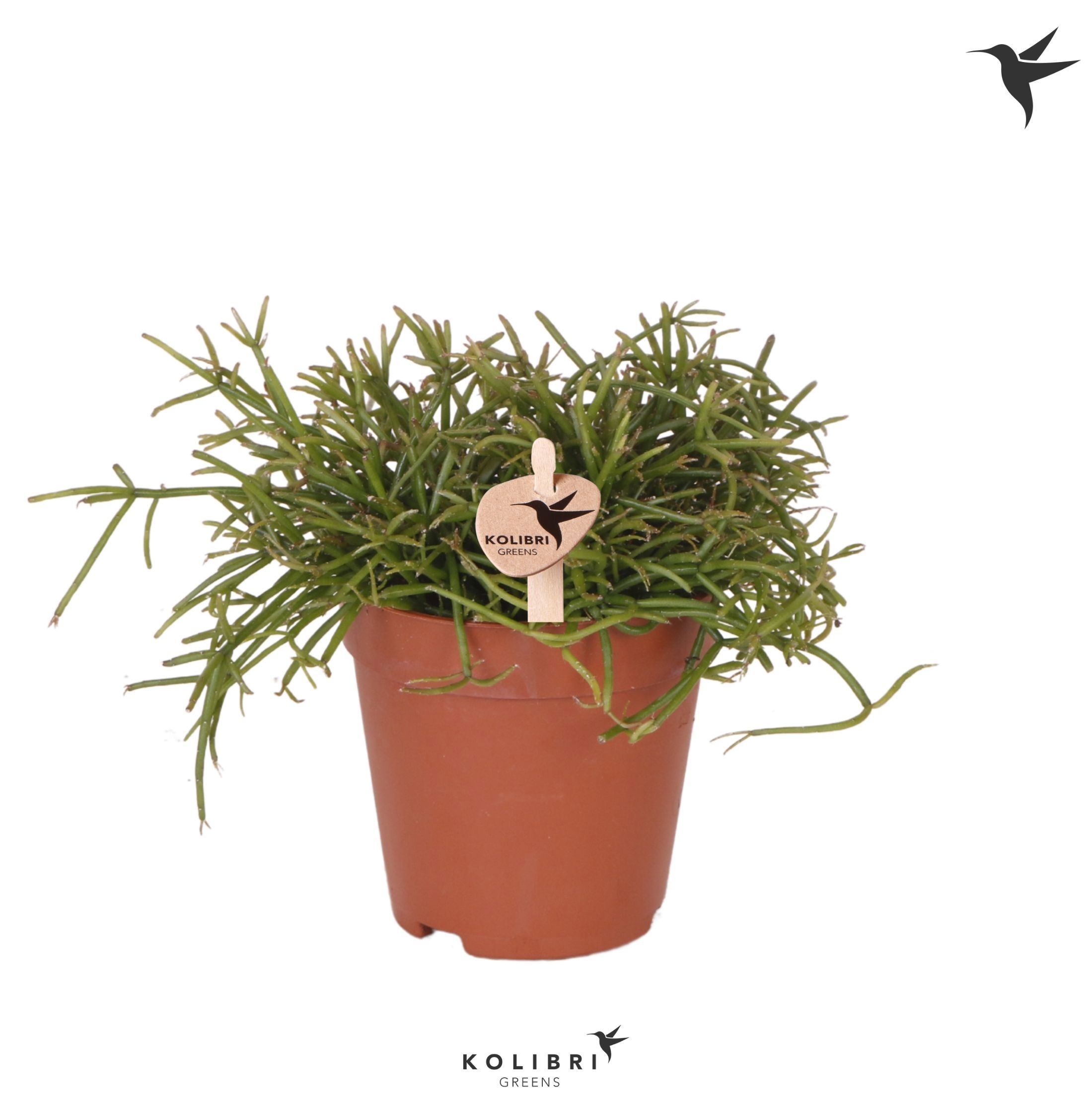 Rhipsalis Kolibri Greens Rhipsalis Cassutha Oasis