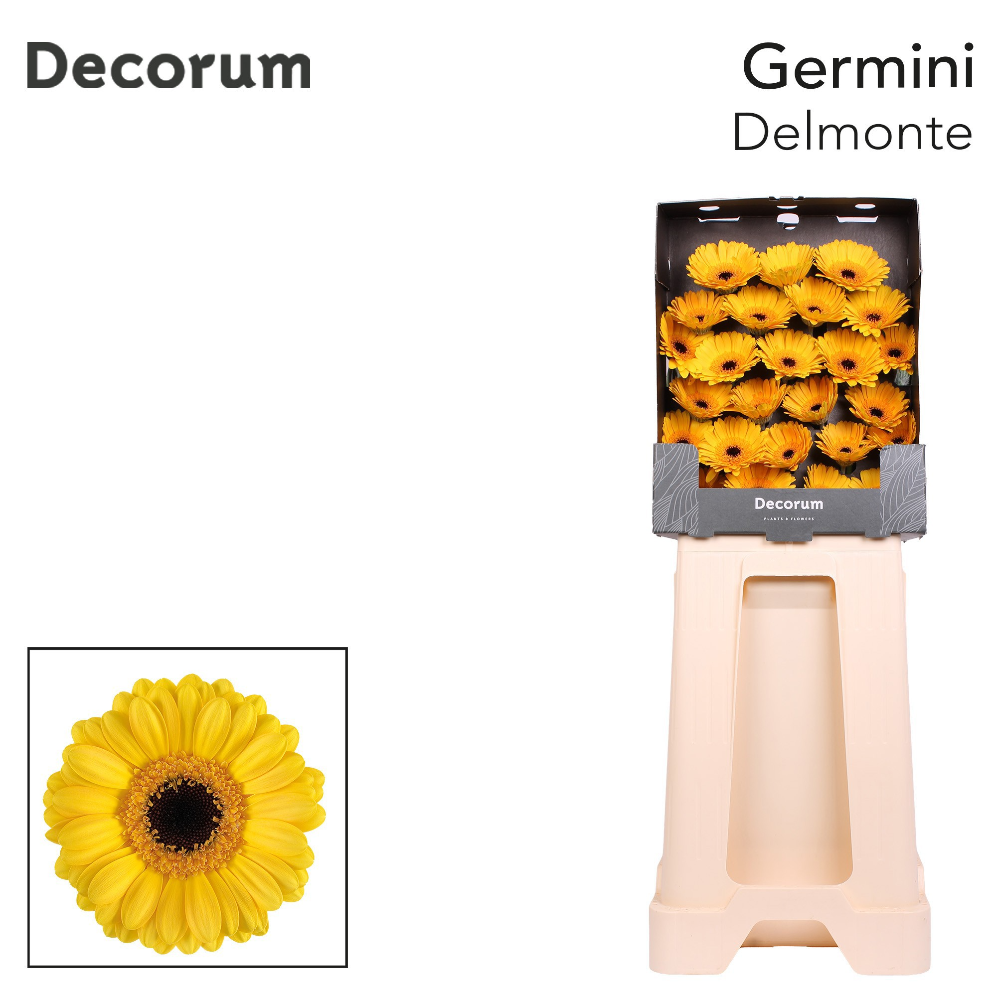 Ge Mi Delmonte