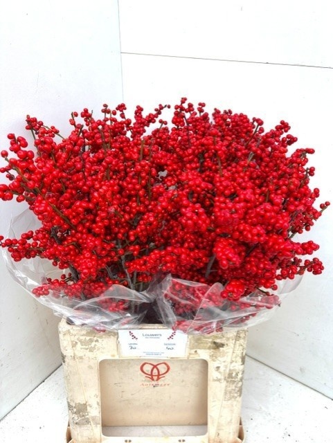 Ilex Verticlilata 70cm