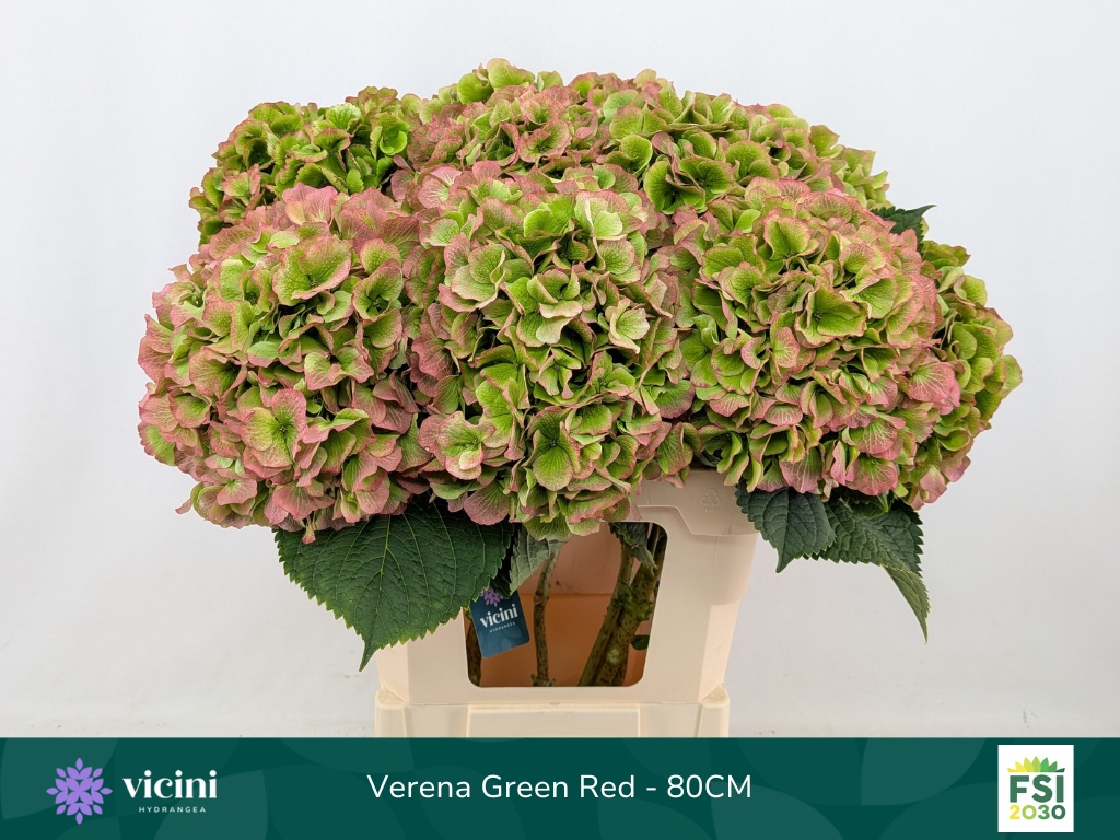 Hydrangea Verena Classic Pink 80cm 22Ø