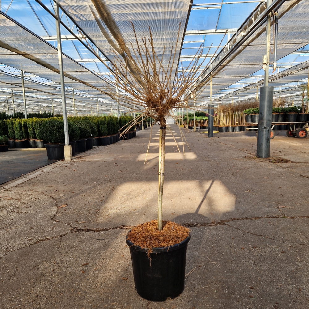 Picture of Larix decidua Kornick C12 40/STD (LOOSE)