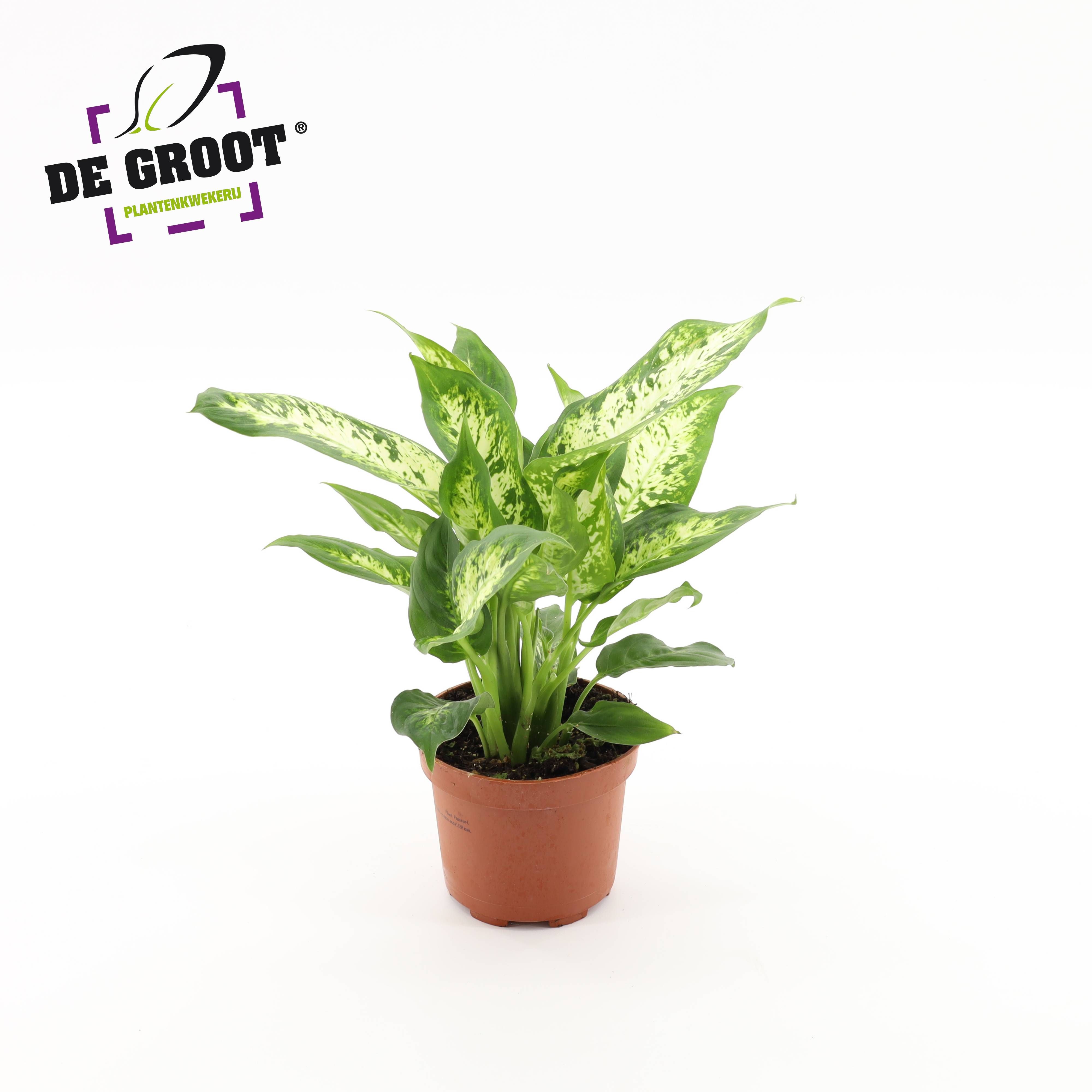 Dieffenbachia 'Compacta'