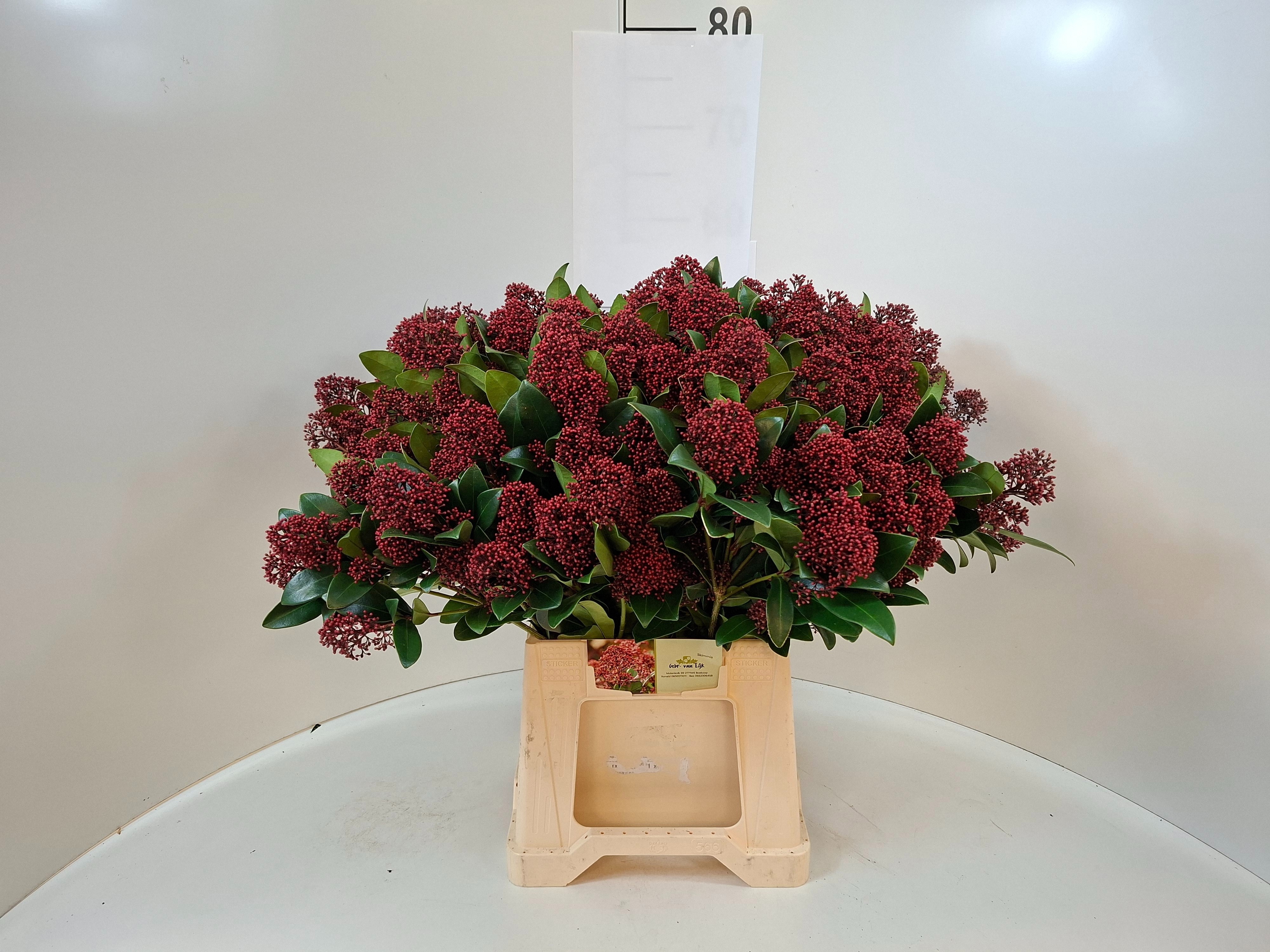 Skimmia Japonica Rubella 50cm
