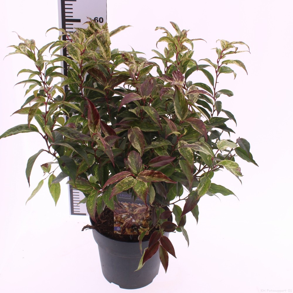 Picture of Leucothoe walteri 'Rainbow'