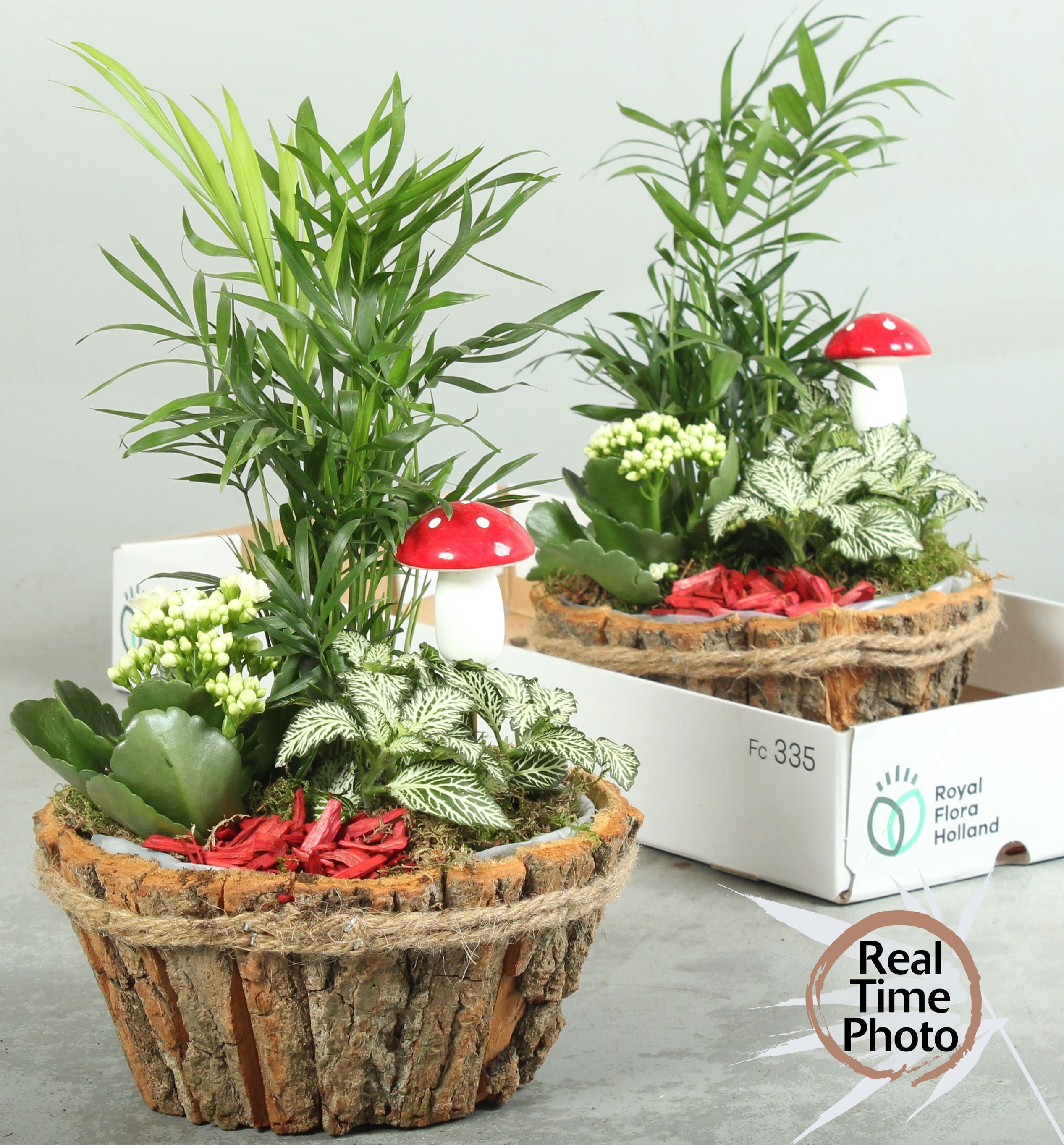 Arrangement Indoor 20Ø 25cm