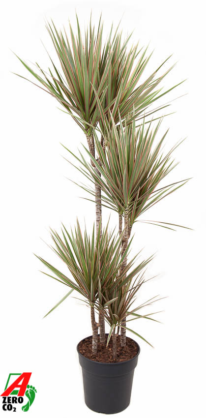 Picture of Dracaena Bicolor 90-60-30-15 P27 160CM