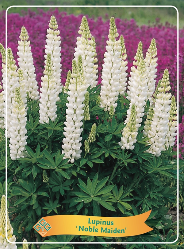 Picture of Lupinus Mix 6x10 srt. per shelve P11