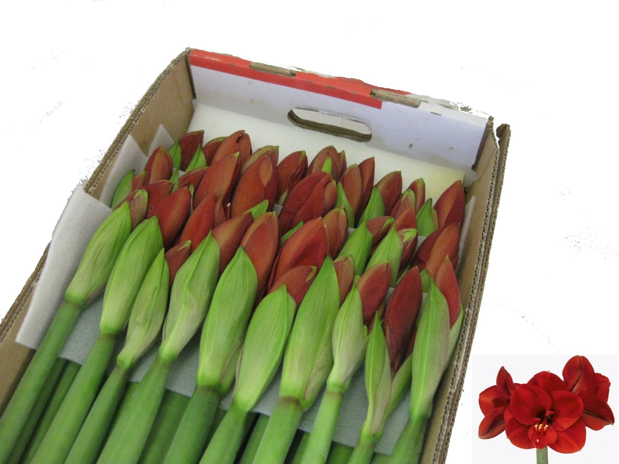 Hippeastrum Ferrari 2/4bl