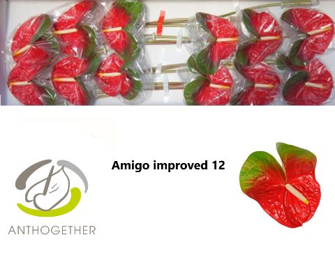 Anth A Amigo Improve
