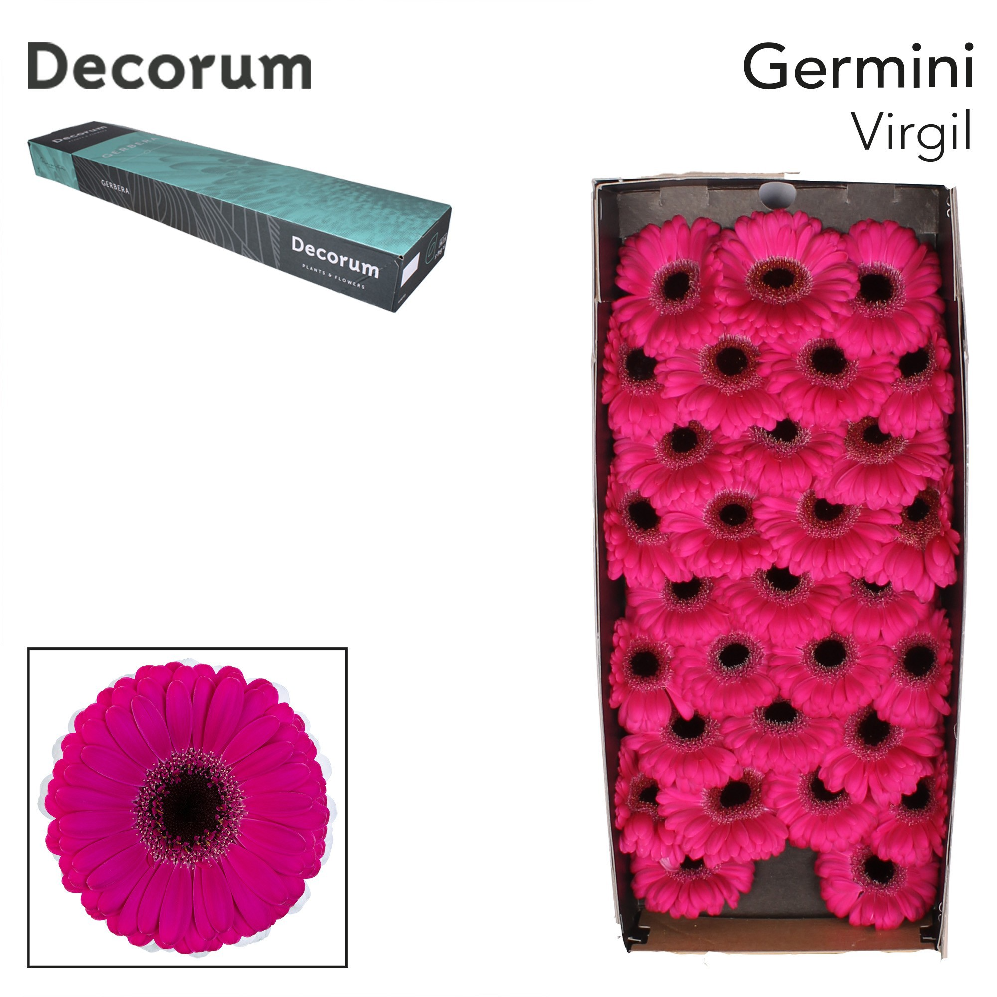 Ge Mi Virgil+