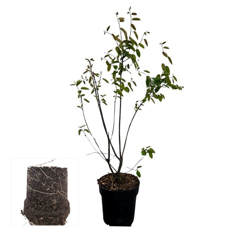 Amelanchier lamarckii