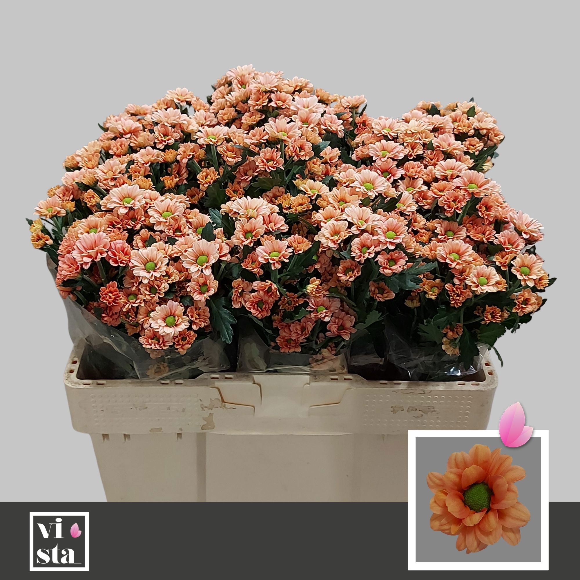 Chrys Santini Babette 50cm 600Ø