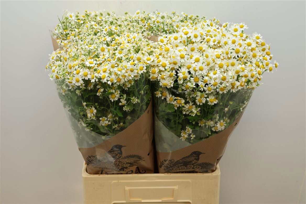Tanacetum Cameron 70cm