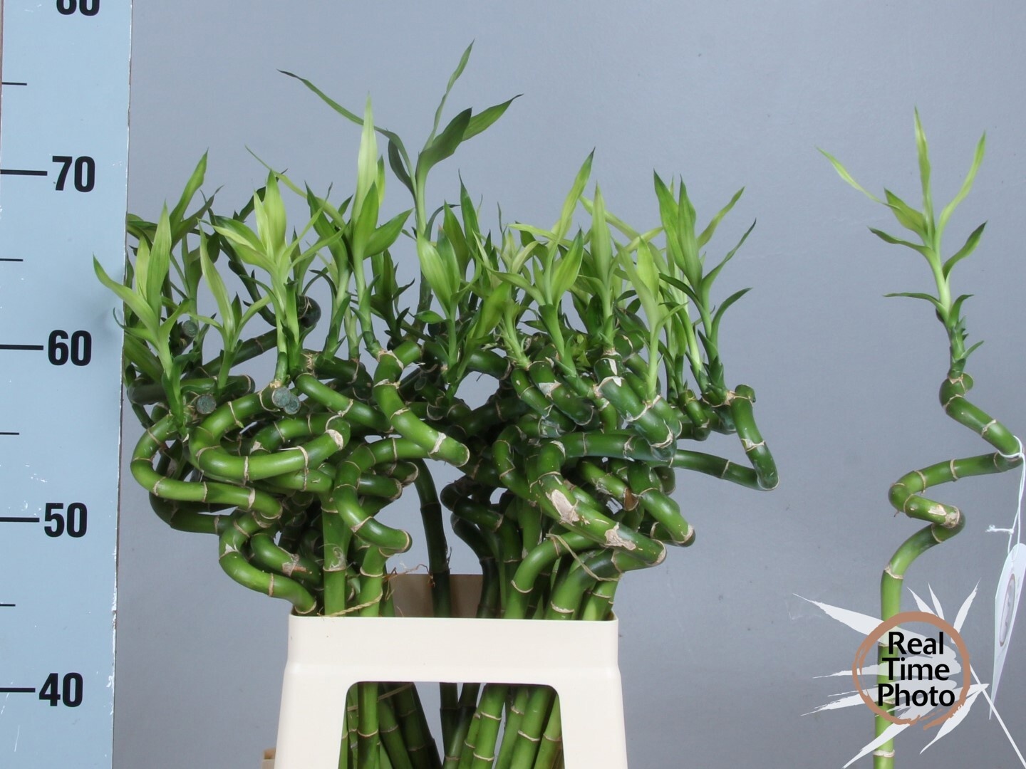 Dracaena Lucky Bamboo 60cm