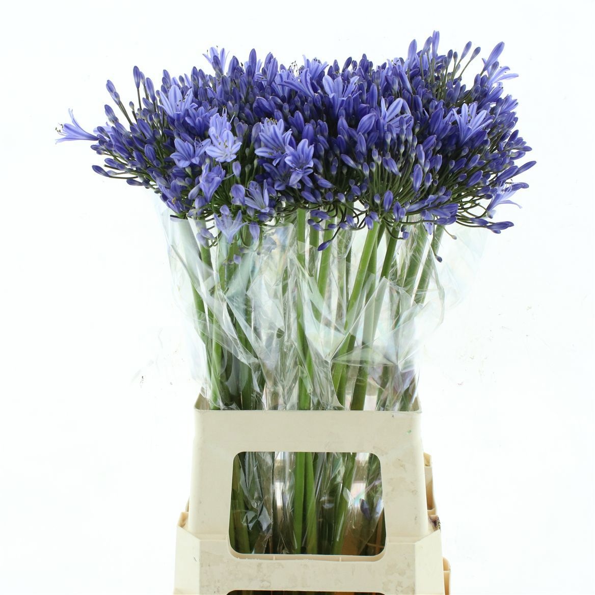 Agapanthus Dr Brouwer 70cm