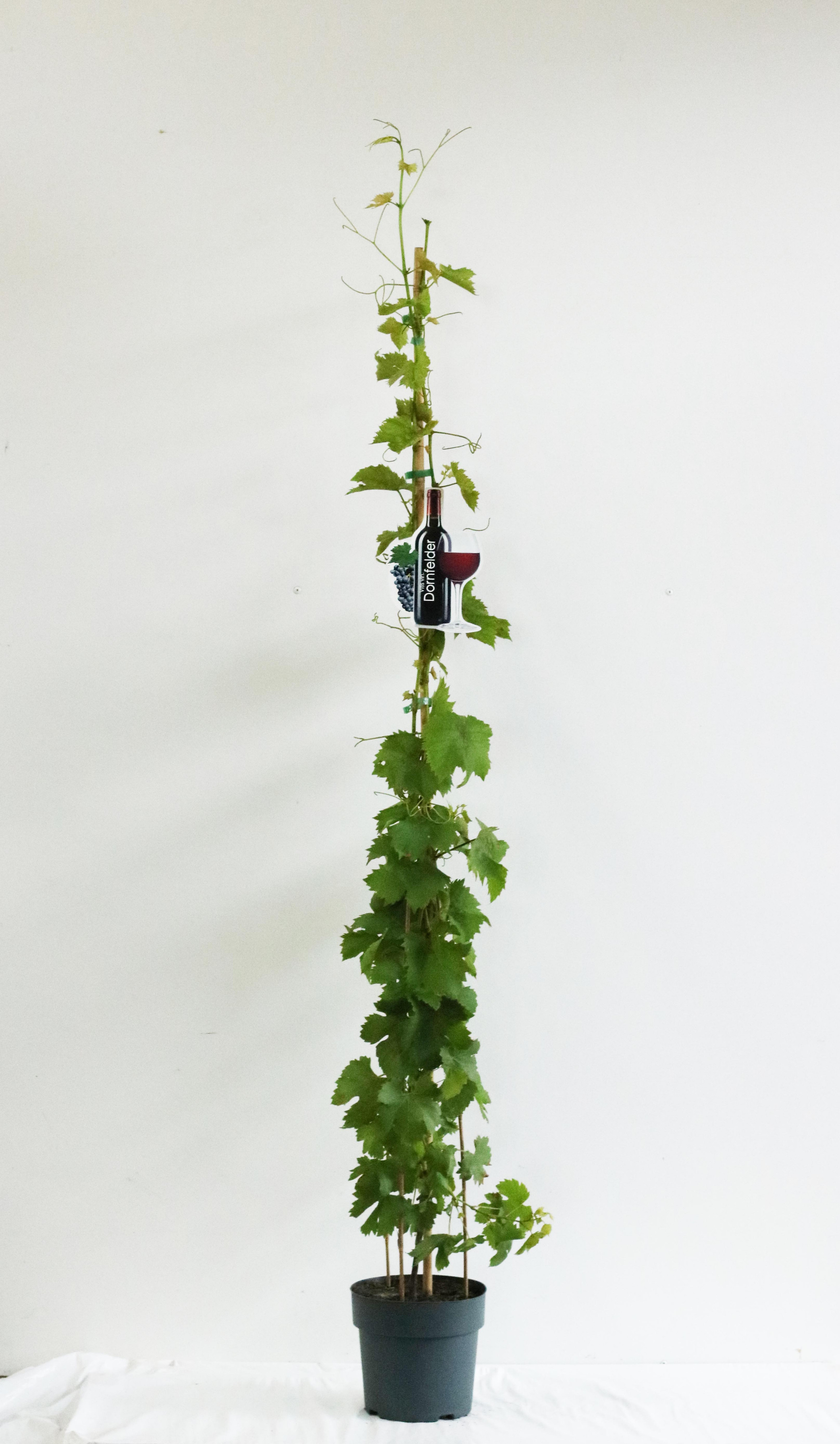 Vitis 'Dornfelder'
