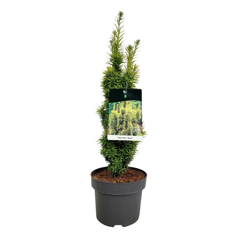 Picture of Taxus b. 'David'