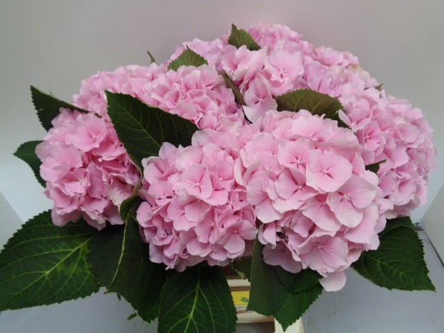 Hydr M Verena
