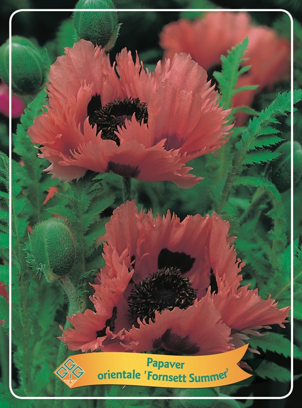 Picture of Papaver mix 6x10 srt. per shelve P11