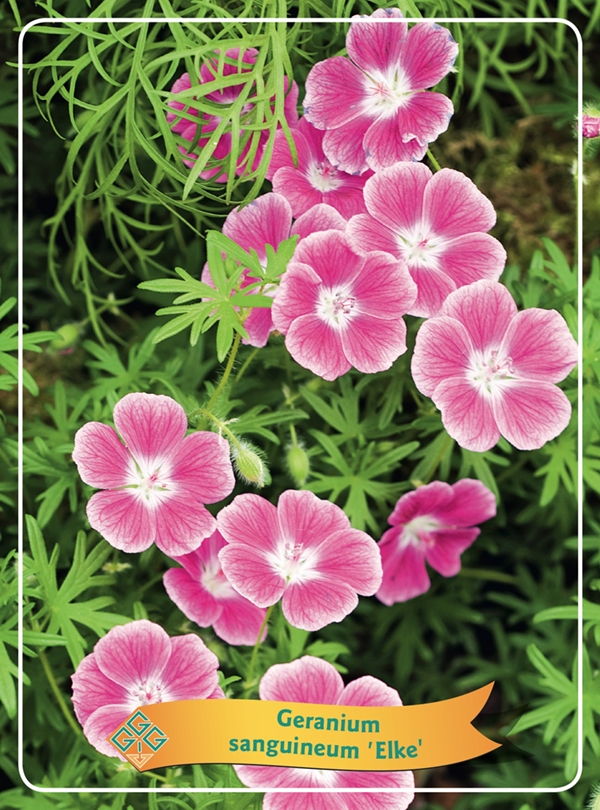 Picture of Geranium Mix 6x10 srt. per shelve P11