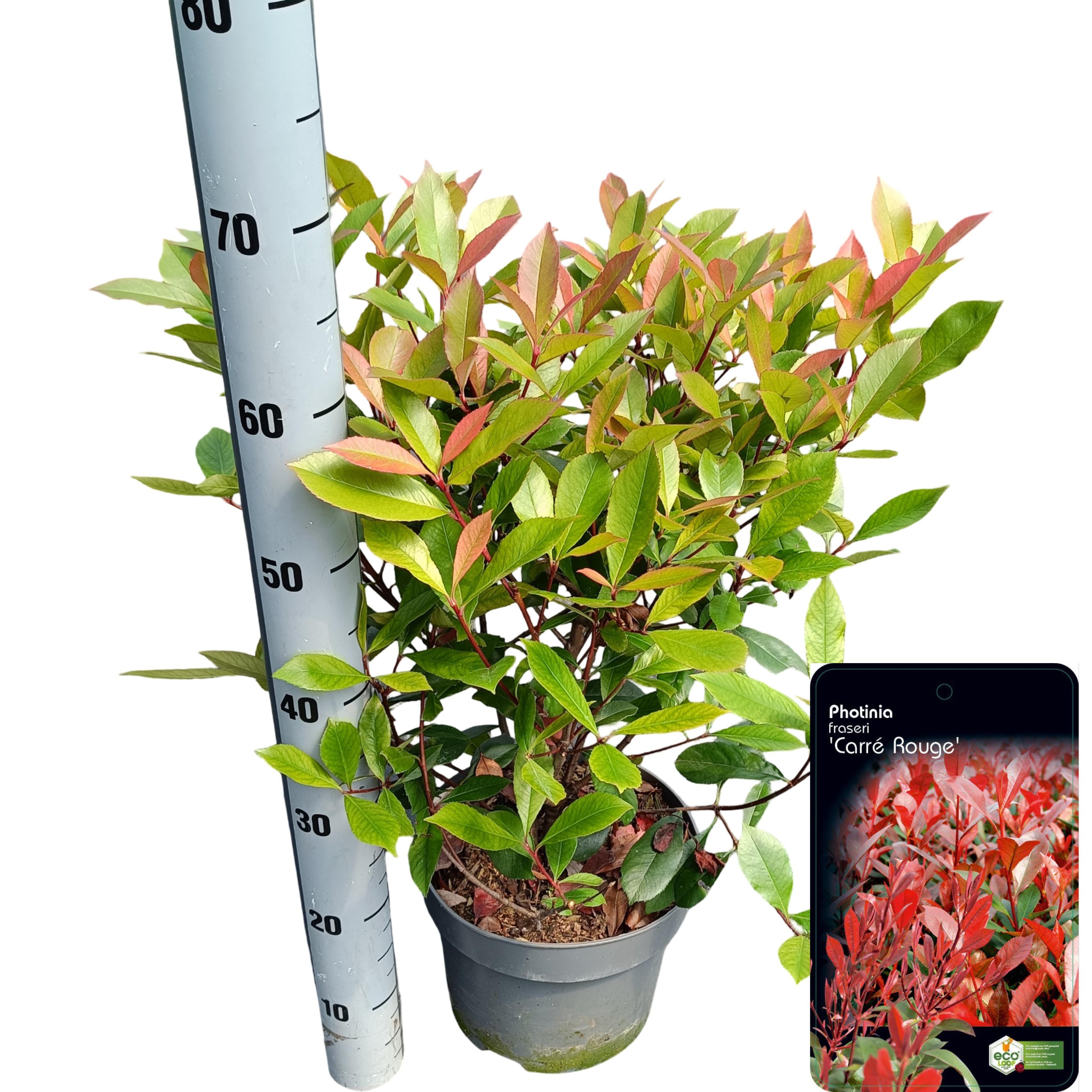 Picture of Photinia fraseri 'Carré Rouge' C5