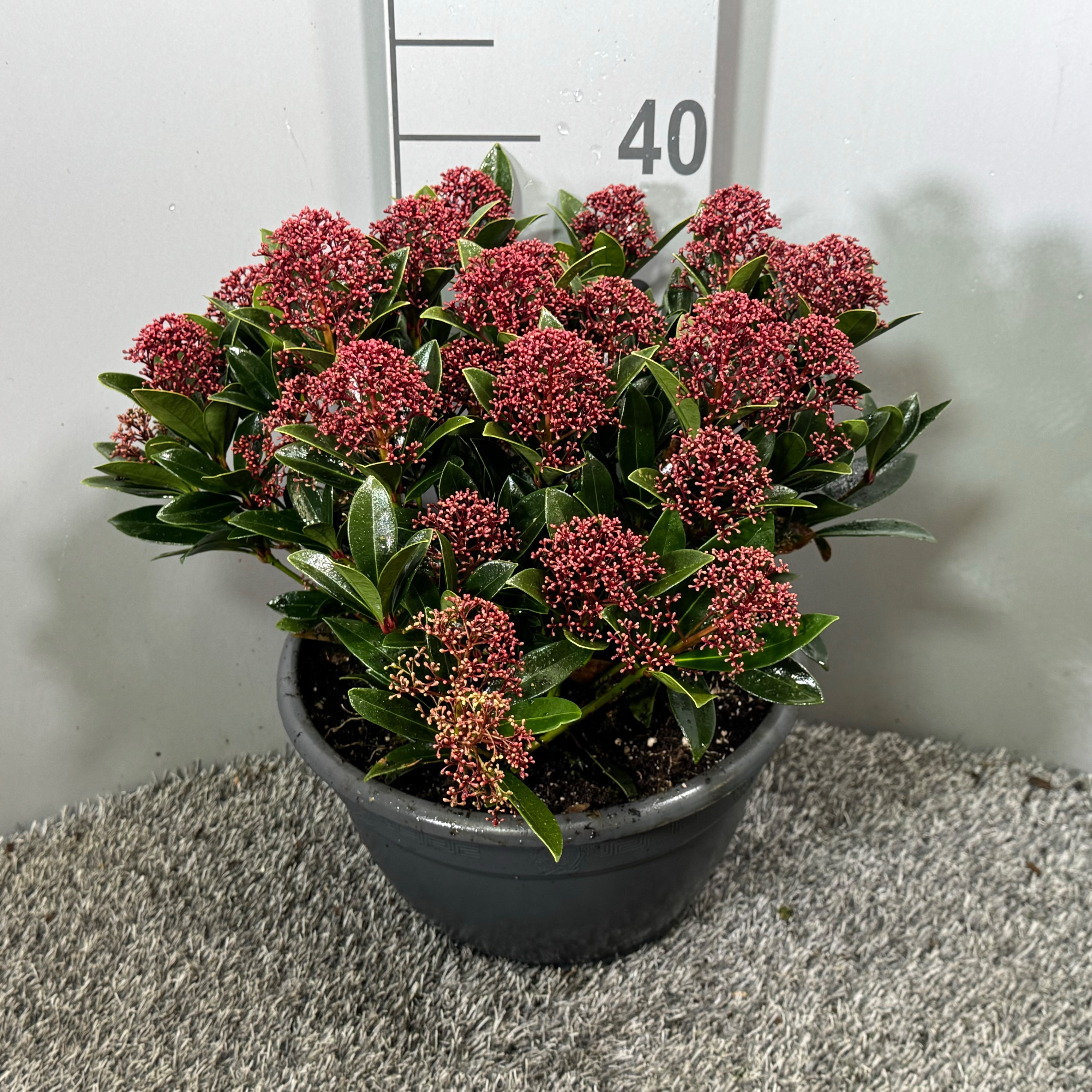 Picture of Skimmia japonica Antarctica P23 (5 Ltr) BOWL (LOOSE)