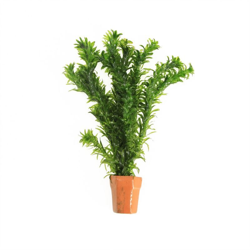 Elodea densa