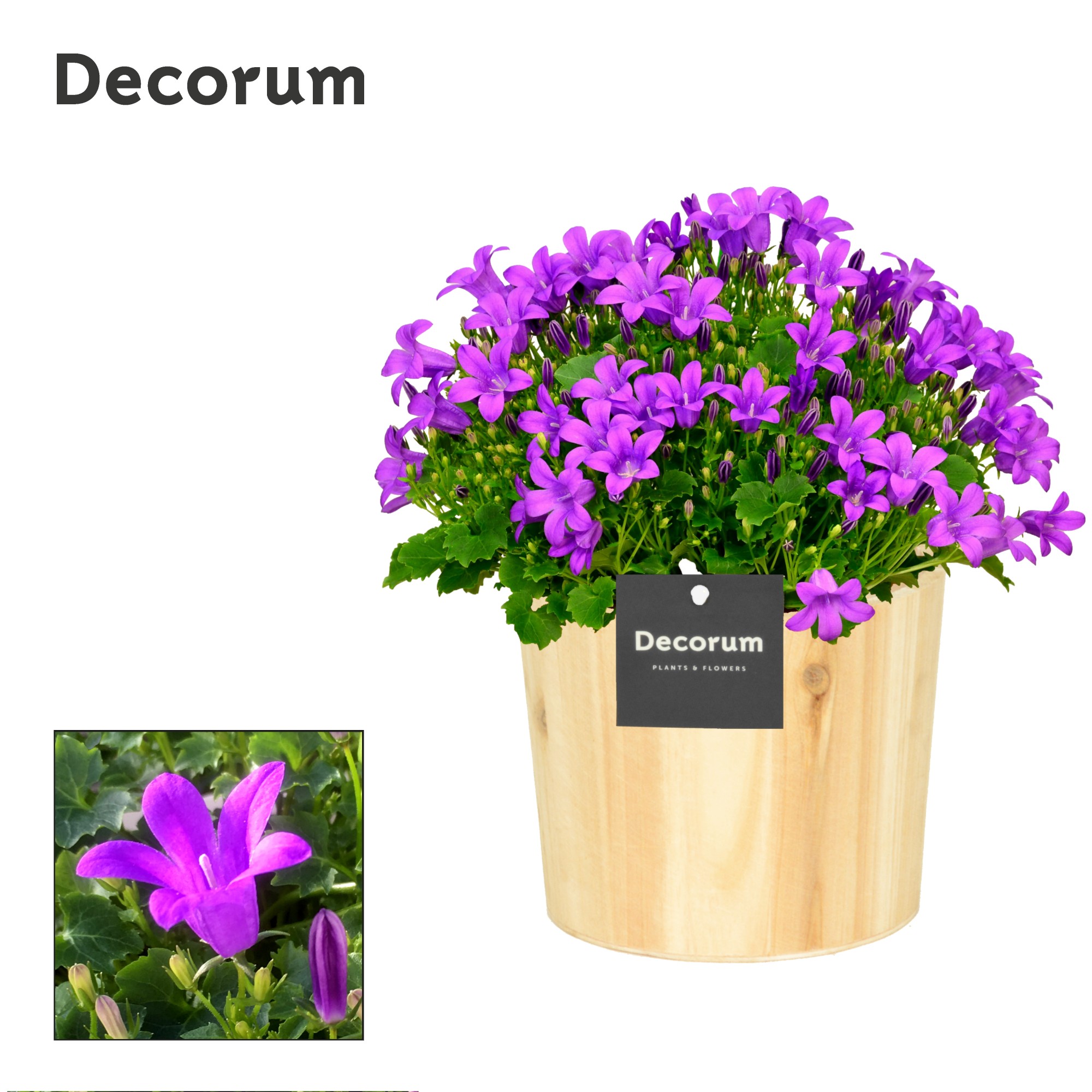 Picture of Campanula Porto LL Wood (Decorum) P14 17cm