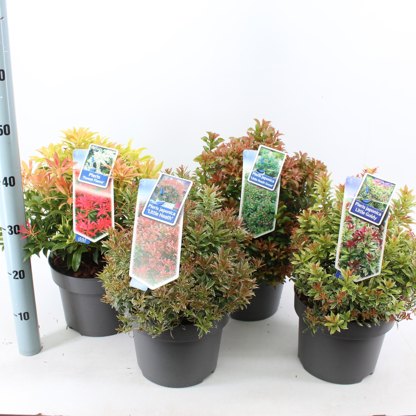 Picture of Pieris jap. in varieties (minimum order one layer)