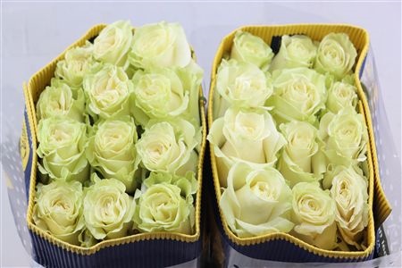 Rosa Mondial 60cm