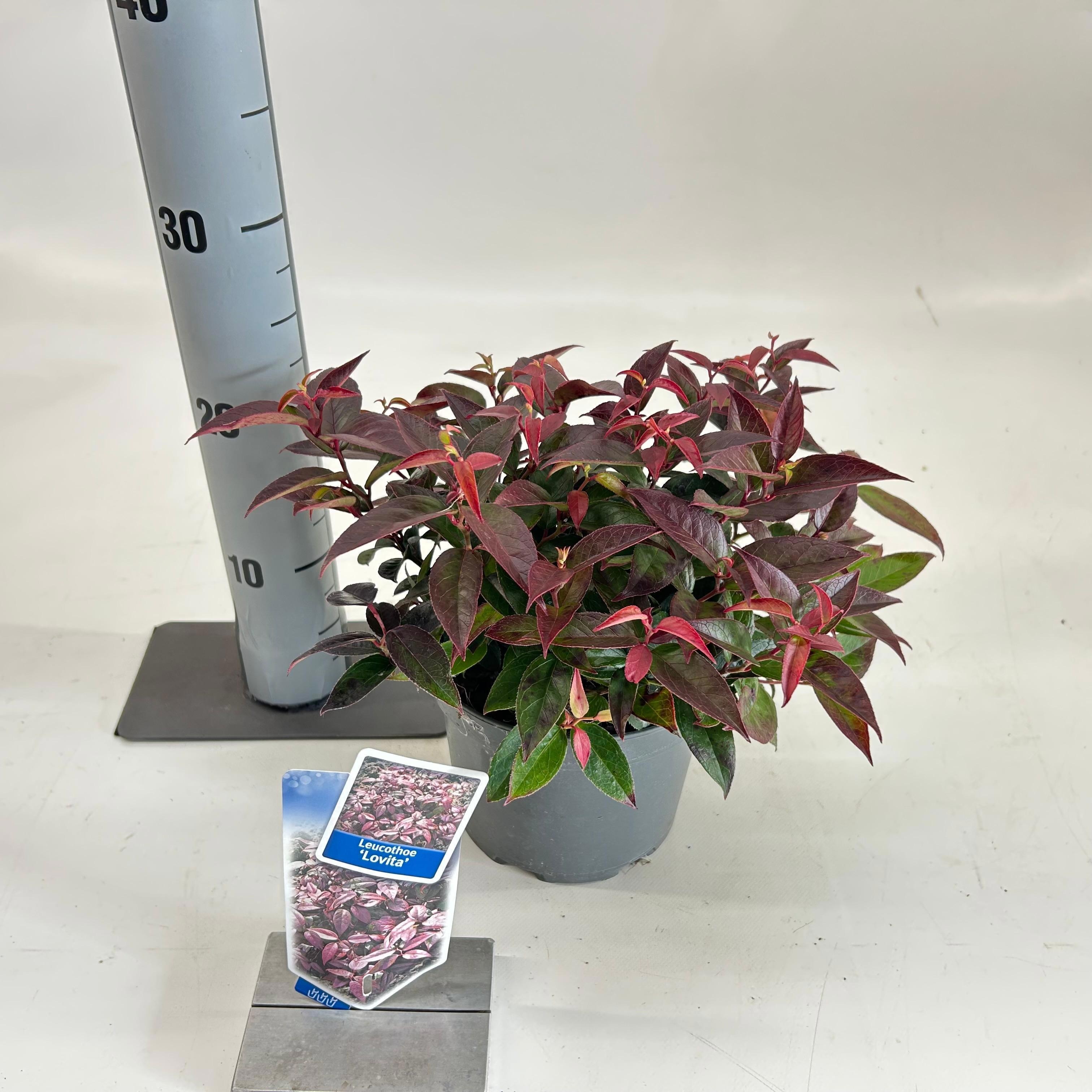 Picture of Leucothoë font. 'Lovita'